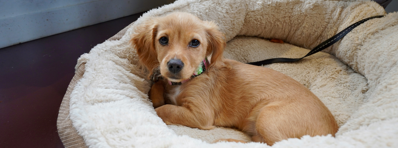 Ein Hund liegt in seinem Körbchen.
