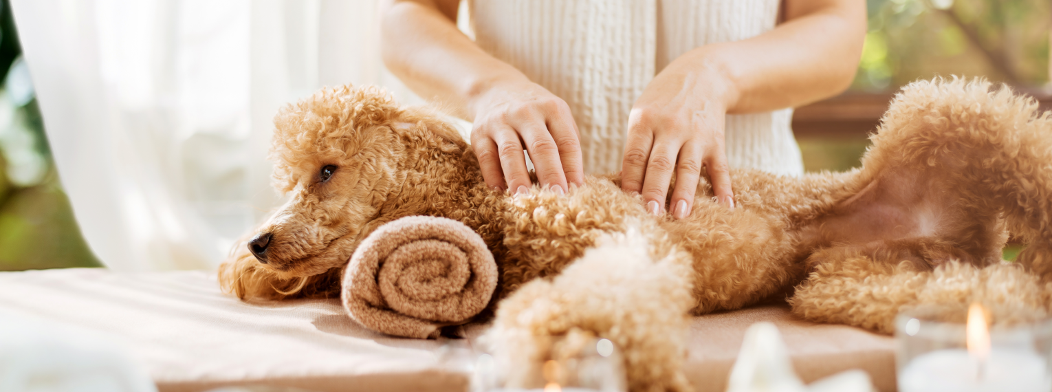 Ein Hund wird massiert.