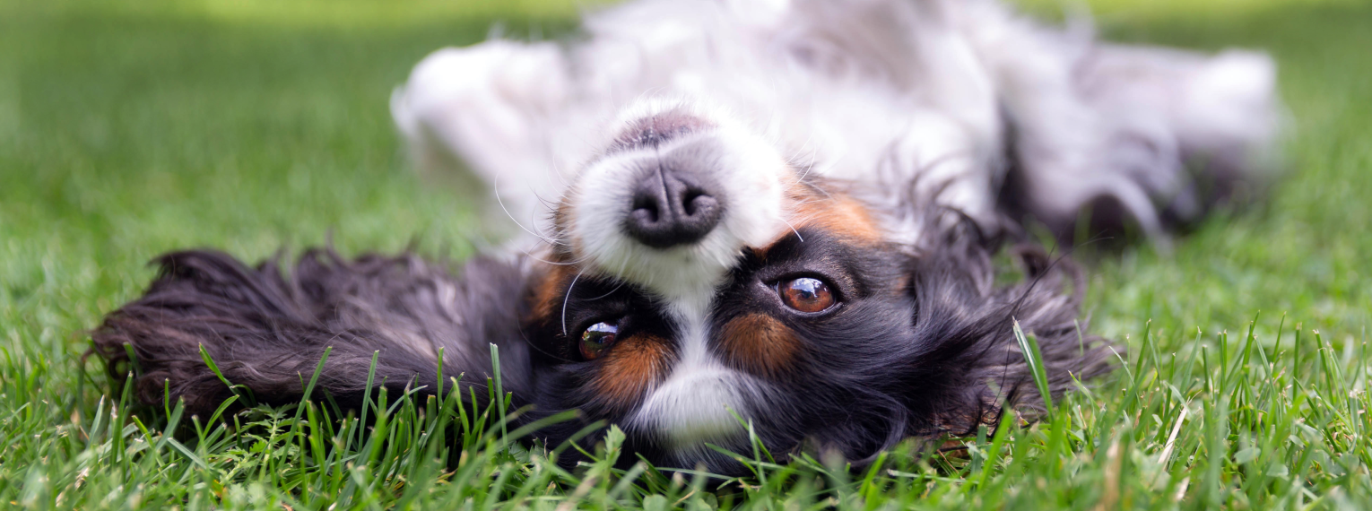 Ein Hund liegt auf dem Gras.