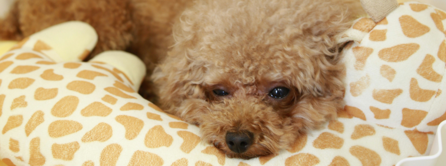 Ein Hund in seinem Körbchen.