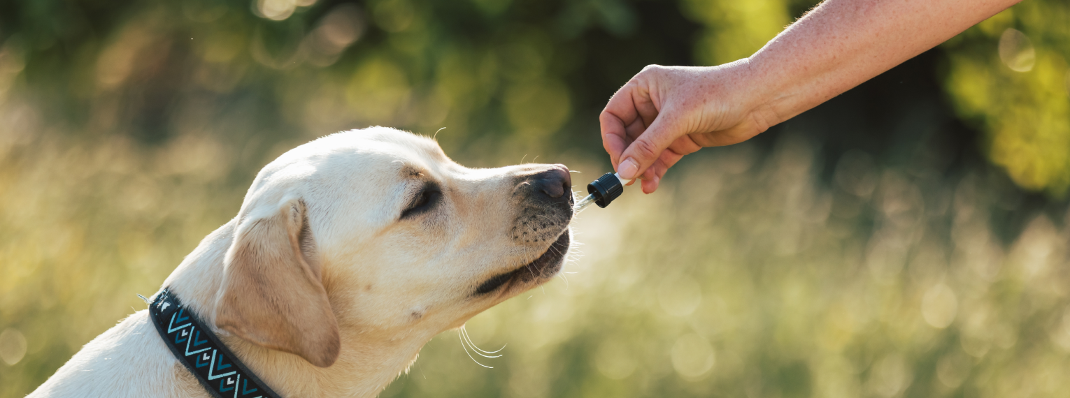 Ein Hund kriegt ein Medikament.