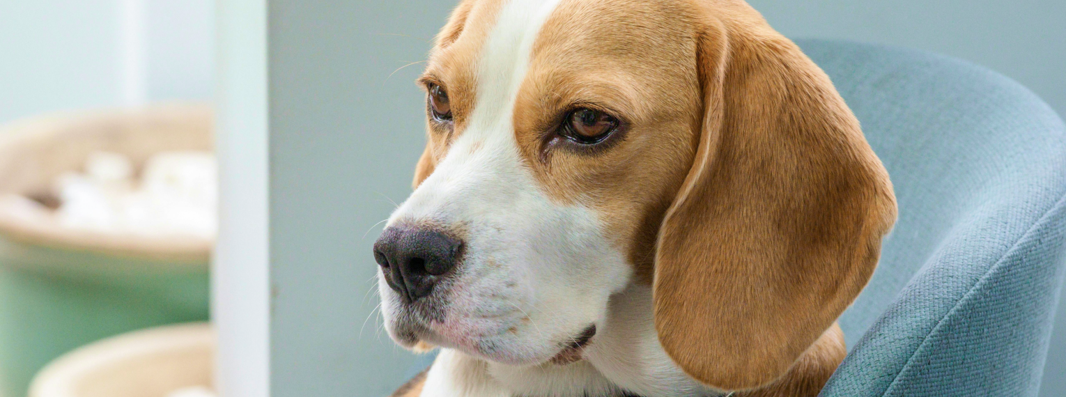 Ein Hund sitzt auf einem Stuhl und schaut bedrückt.
