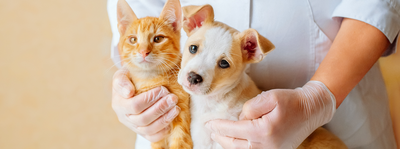 Ein Hund und eine Katze werden von einem Tierarzt untersucht.