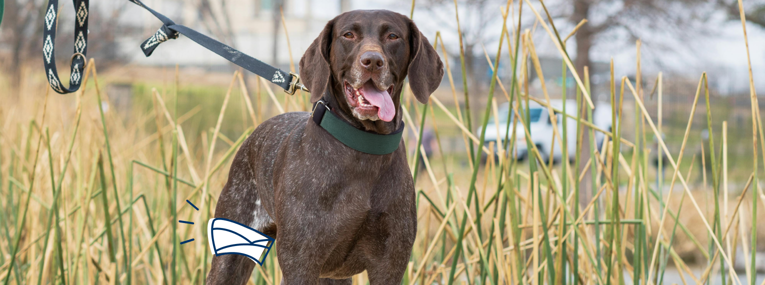 Ein Hund mit bandagiertem Bein steht in hohem Gras.