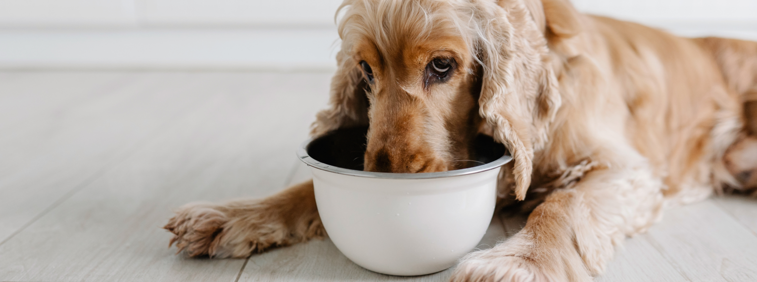 Ein Hund liegt auf dem Boden und trinkt aus seiner Schüssel.