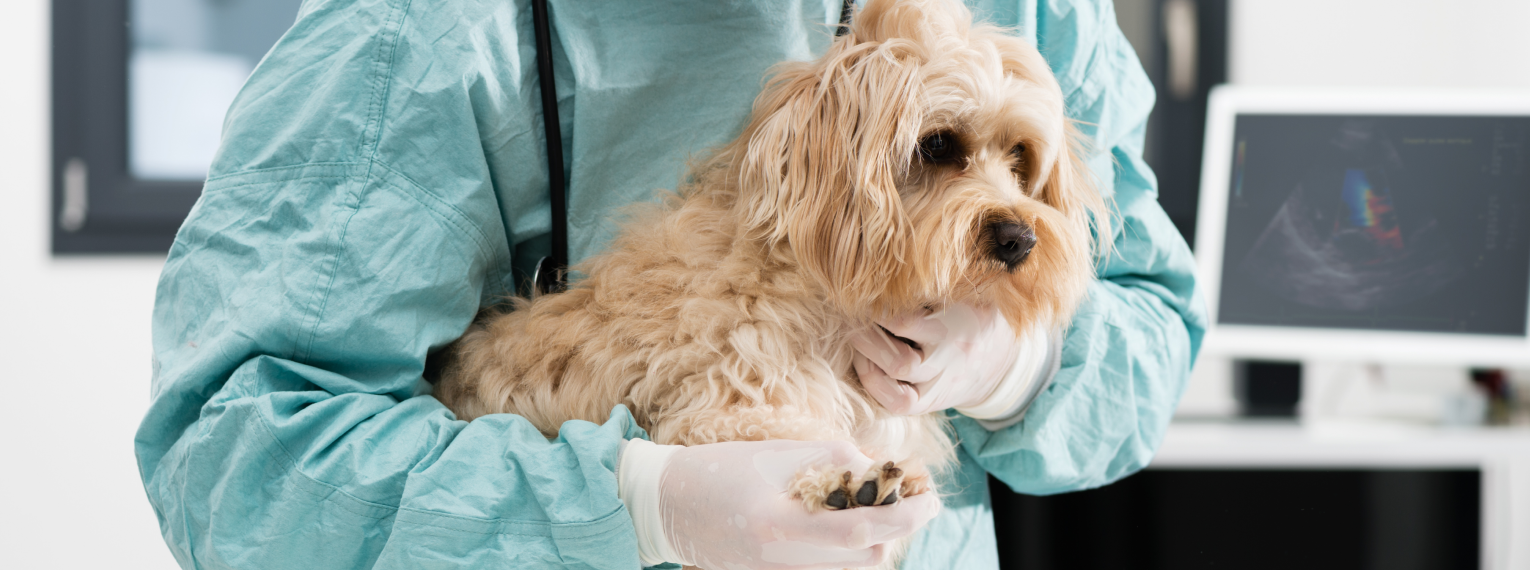 Ein Hund wird von einem Tierarzt gehalten und untersucht.