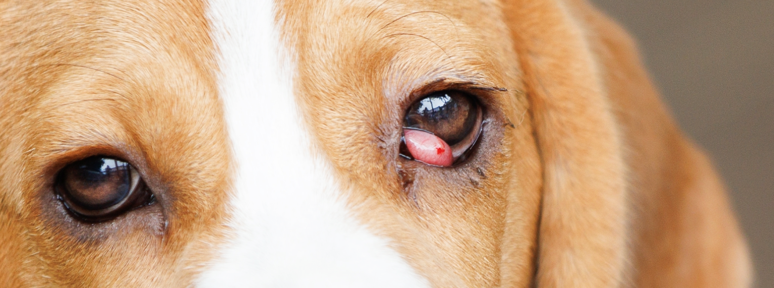 Nahaufnahme eines Cherry Eye bei einem Hund.