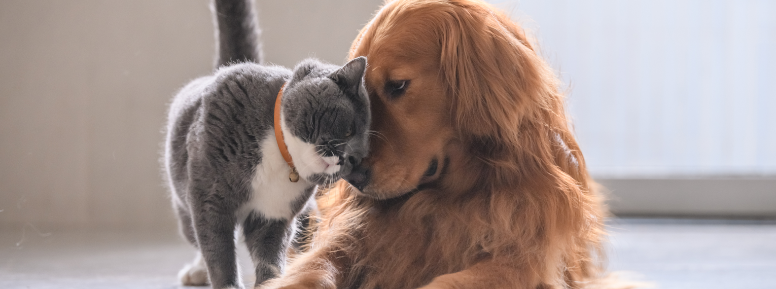 Eine Hund und eine Katze schmusen miteinander.