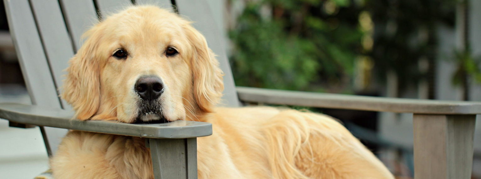 Ein Hund mit Magendrehung liegt auf einem Gartenstuhl und schaut traurig.