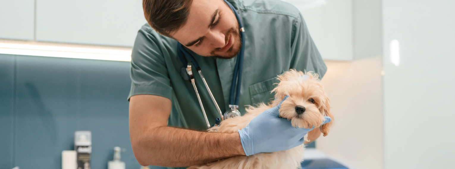 Ein Tierarzt untersucht einen Hund mit Cherry Eye.