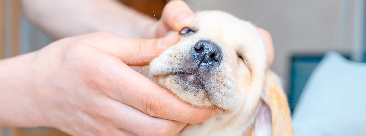 Ein Person schaut sich das Cherry Eye ihres Hundes genauer an.