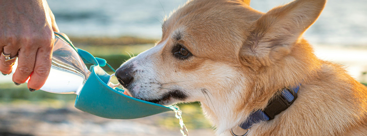 Ein Hund mit Cushing-Syndrom trinkt aus einer tragbaren Hundeflasche.