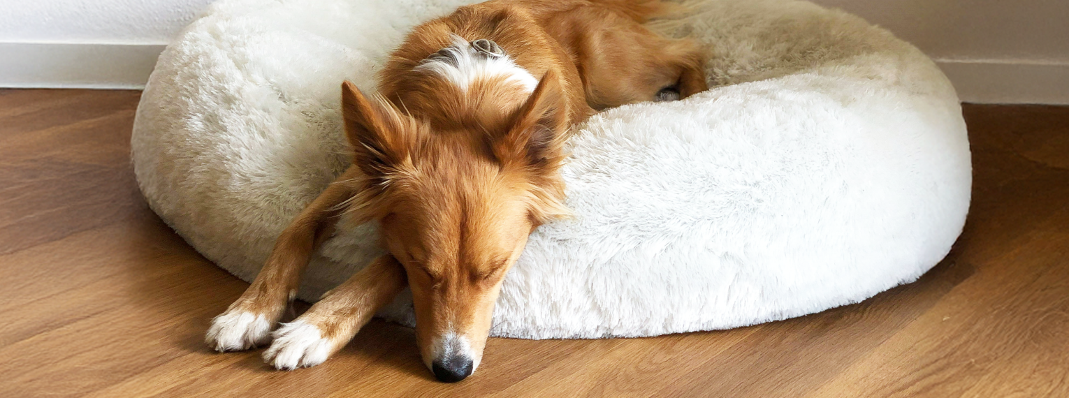 Ein Hund mit Diabetes liegt schlafend in einem Hundekorb.