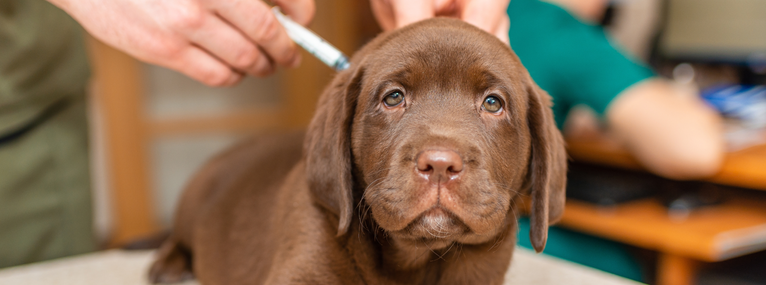 Ein Hund mit Diabetes bekommt eine Spritze.