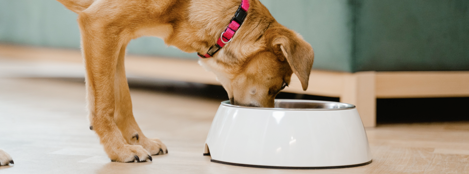 Ein Hund mit Diabetes frisst aus einer Schüssel.
