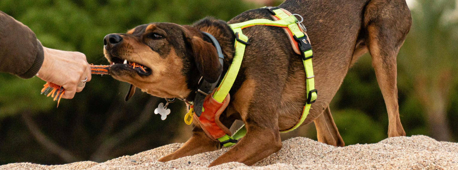 Ein Hund spielt Tauziehen mit einer Person.