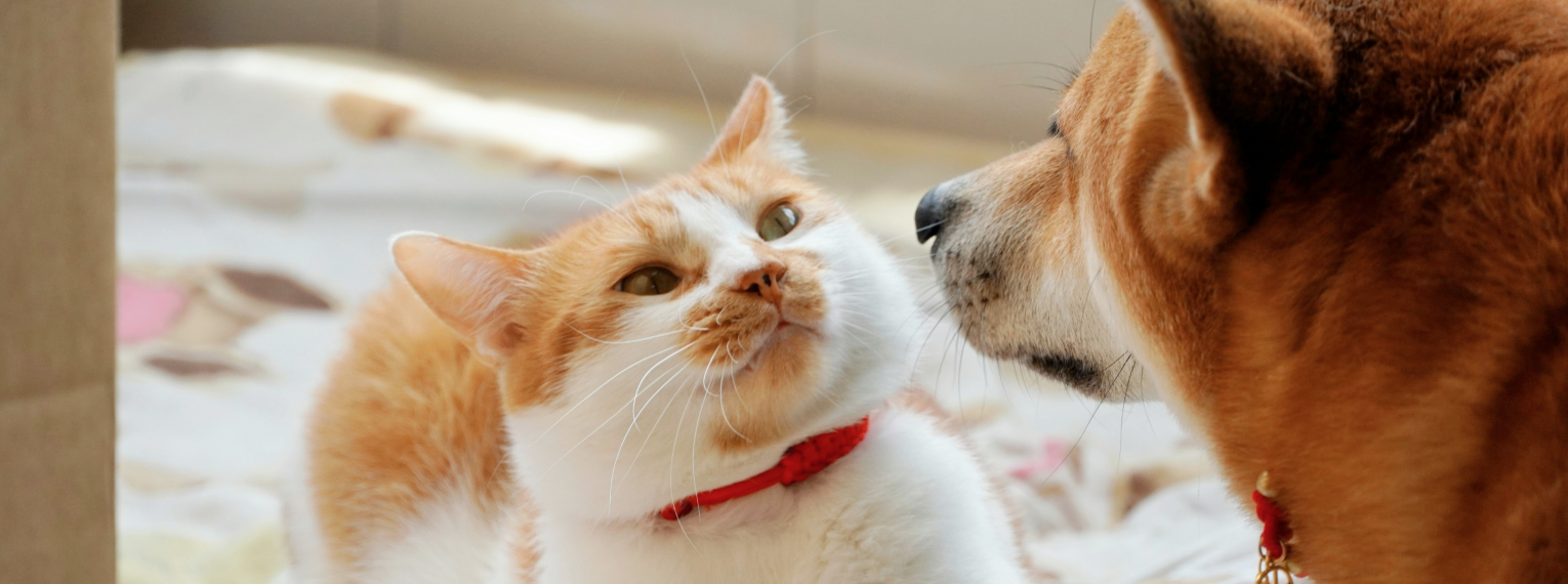 Ein Hund und eine Katze streiten miteinander.