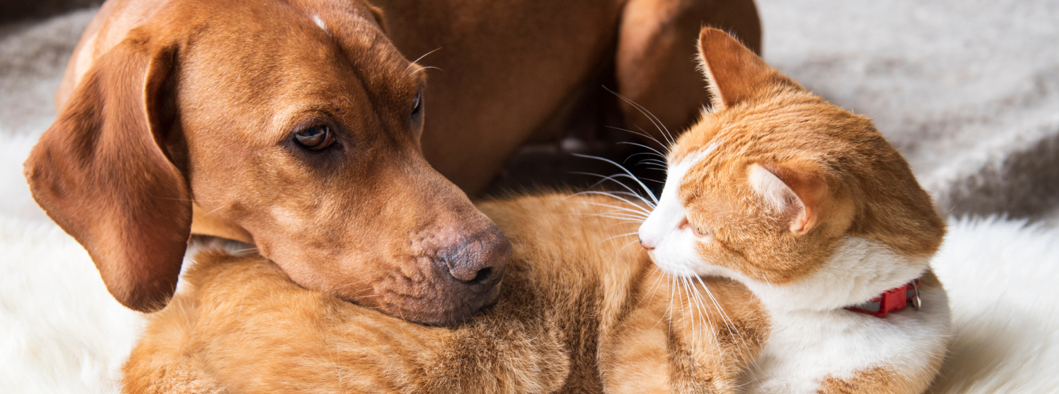 Ein Hund und eine Katze liegen friedlich nebeneinander. Der Hund legt seine Schnauze auf der Katze ab.