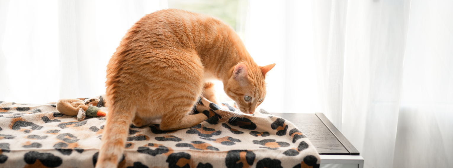 Eine Katze schuppert vorsichtig an einem Stofftuch.