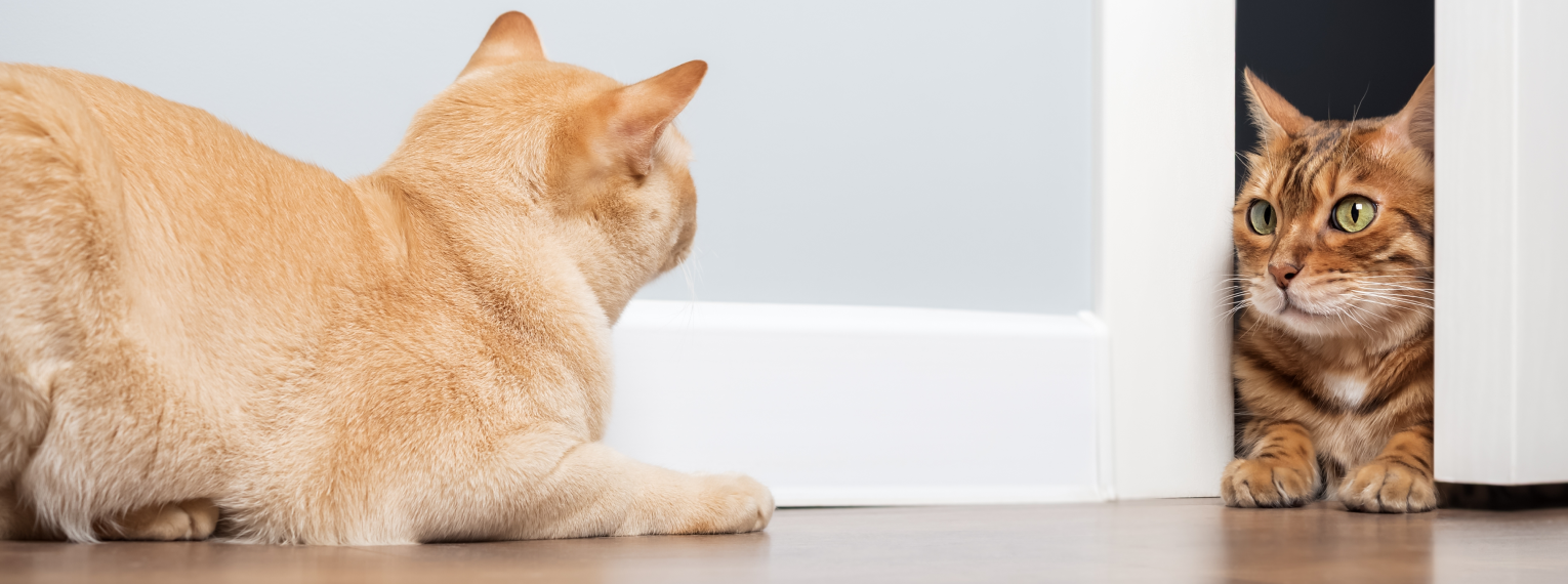 Zwei Katzen in getrennten Räumen schauen sich neugierig an.