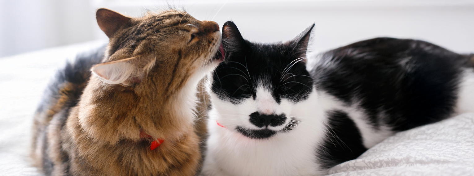 Eine Katze leckt das Ohr einer anderen Katze.