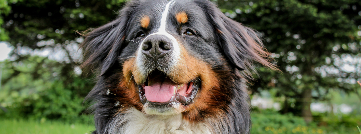 Ein Berner Sennenhund in einem Park