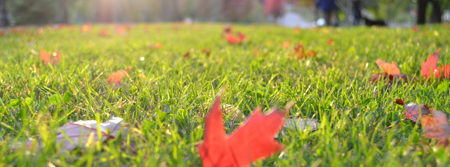 Eine grüne Wiese mit Blättern symbolisiert die Gefahr, dass sich Hunde Spulwürmer einfangen.