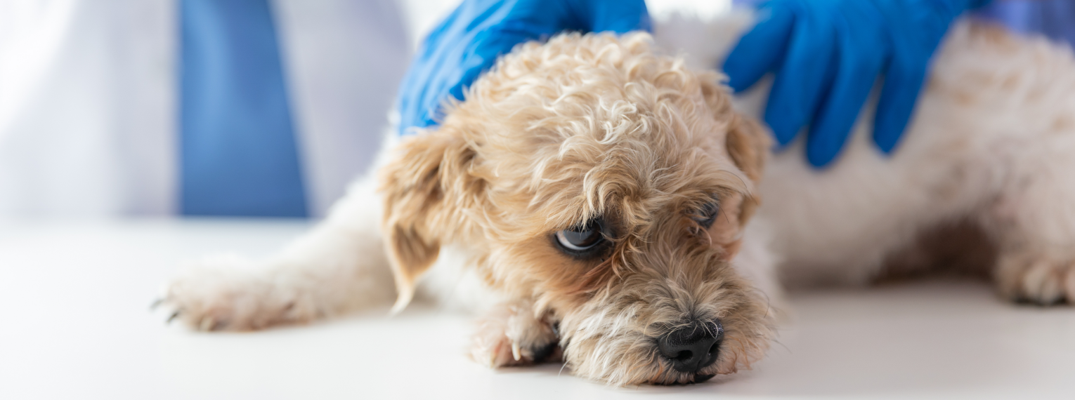 Ein Hund mit Spulwürmern wird von einem Tierarzt untersucht.