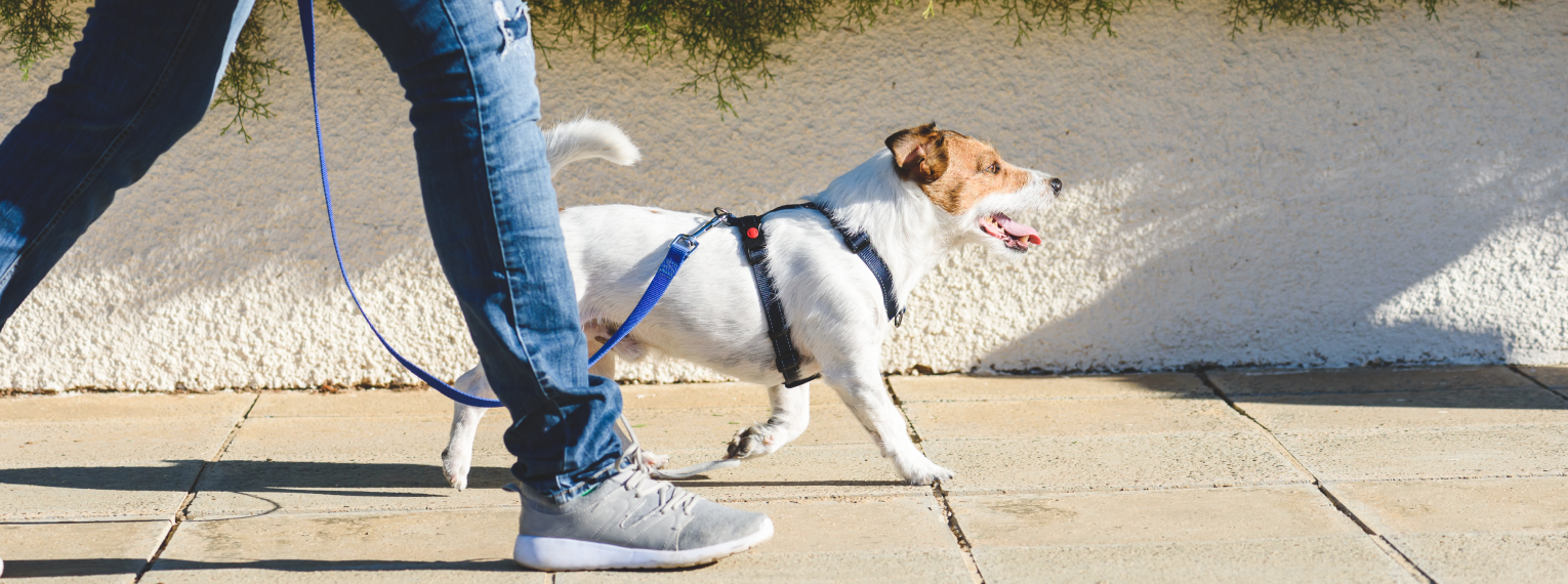 Ein Hund geht an der Leine spazieren.