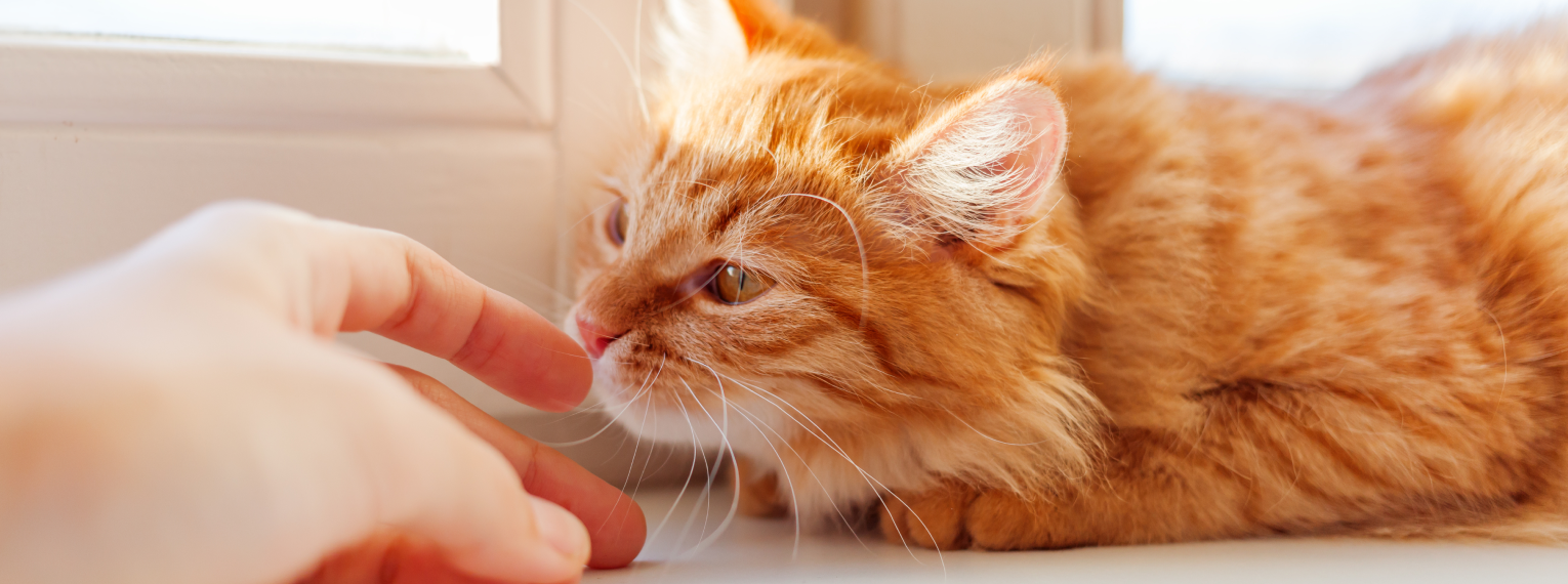 Eine Frau streckt ihren Finger aus, damit die Katze daran schnuppern kann.