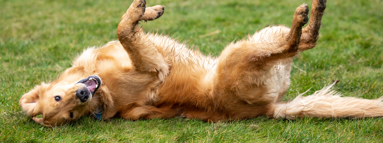 Ein Hund spielt auf einem Feld.