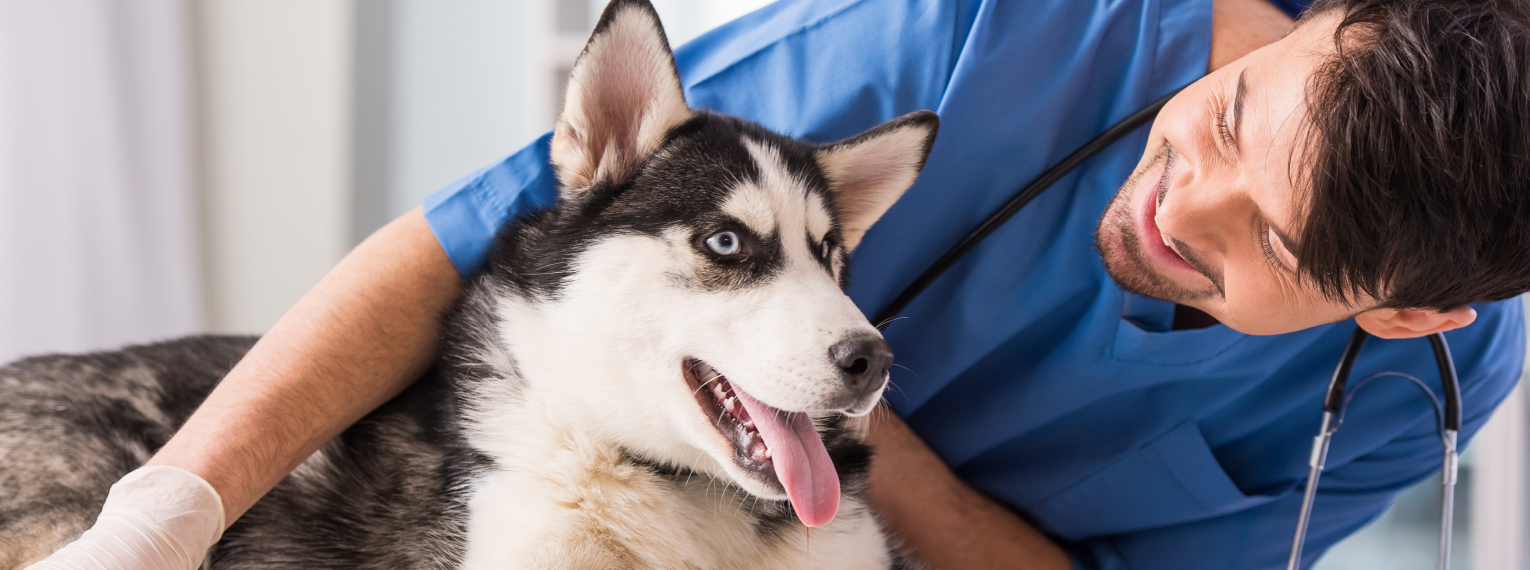 Ein Hund beim Tierarzt.