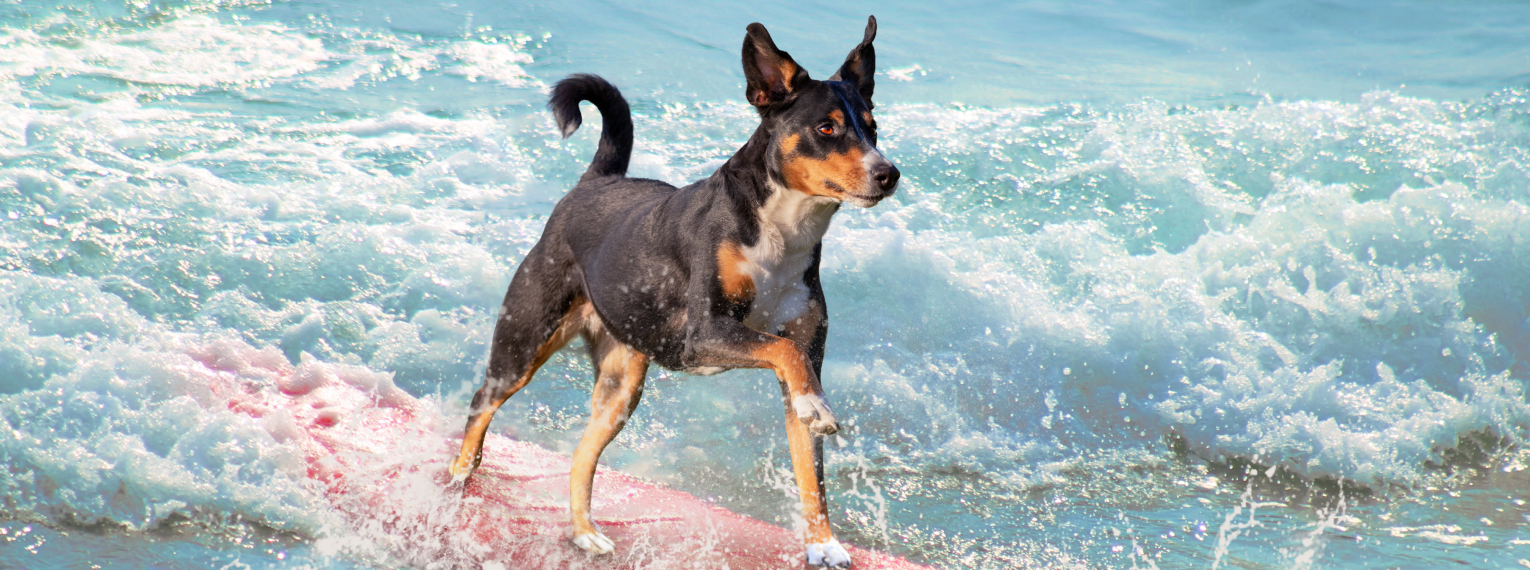 Ein Hund auf einem Surfbrett im Wasser.