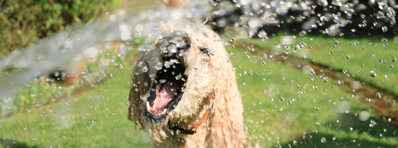 Ein Hund spielt mit Wasser in einem Garten.