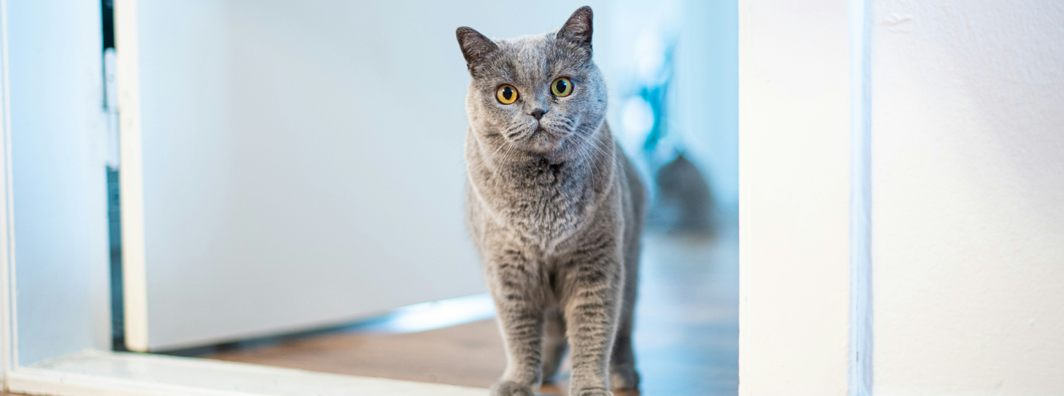 Eine Katze erkundet ihr neues Zuhause.