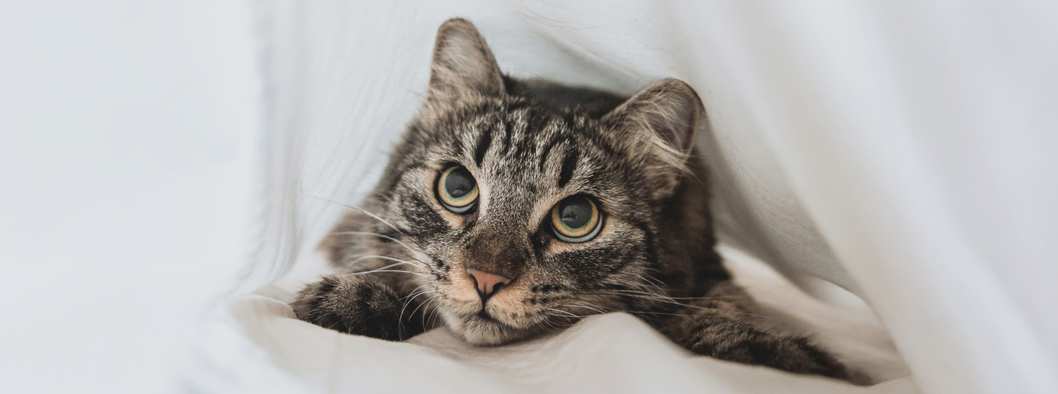 Eine Katze versteckt sich mit großen Augen unter der Decke.