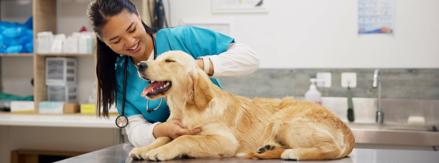 Ein Hund wird von einer Tierärztin behandelt.