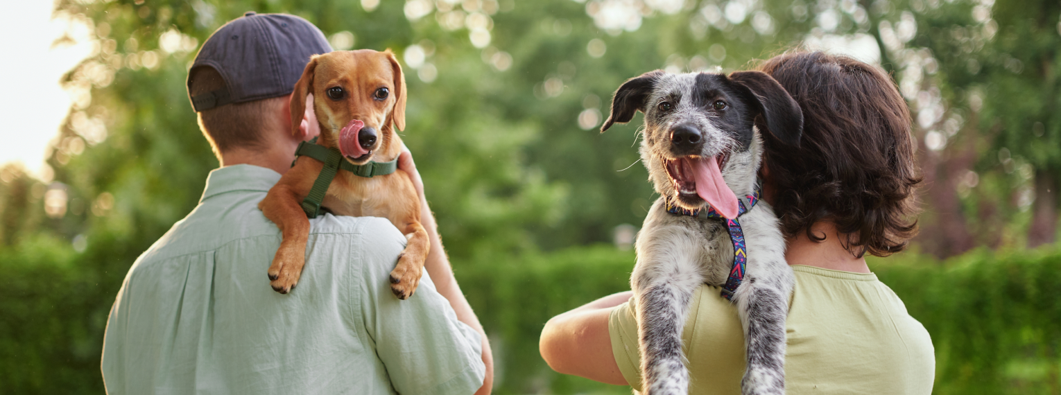 Zwei Hunde und ihre Besitzer spielen draußen.