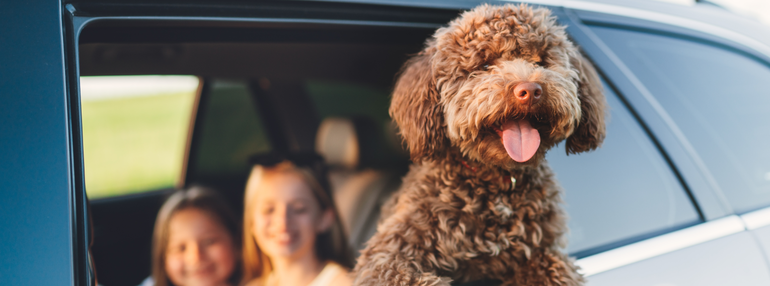 Ein Hund sitzt in einem Auto.