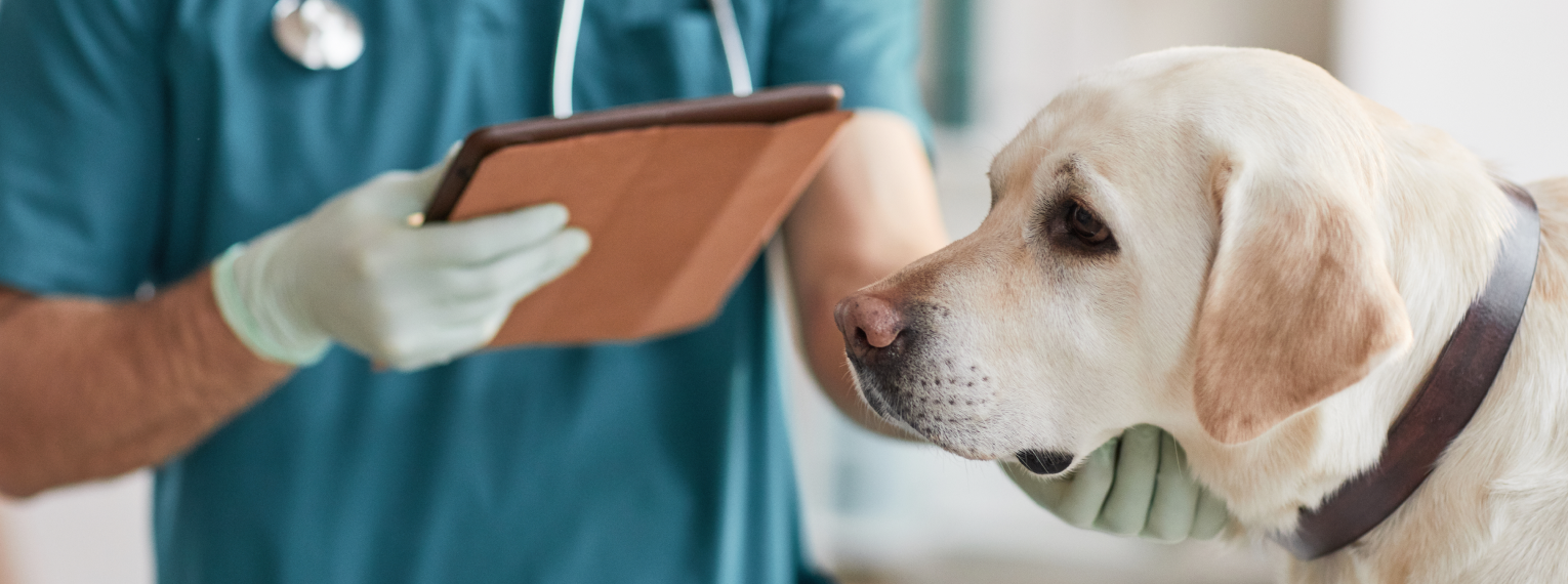 Ein Hund mit Umweltallergie wird beim Tierarzt untersucht.