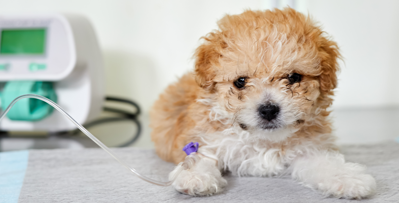 Ein Hund bekommt eine Narkose.