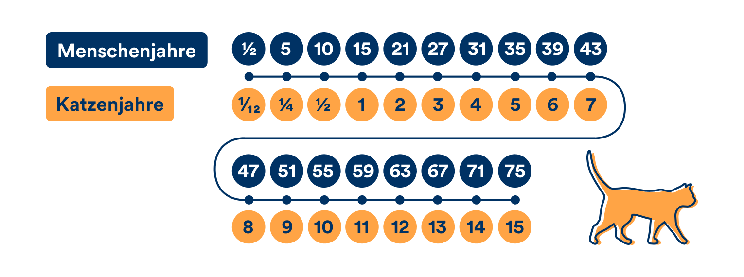 Eine Grafik zeigt Katzenjahre im Vergleich zu Menschenjahren.