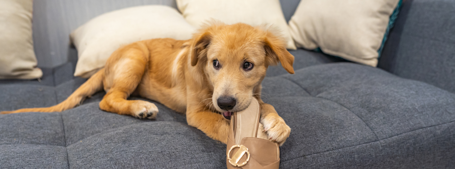 Ein Hund kaut auf einem Schuh.