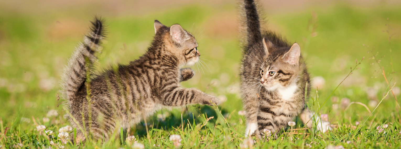 Zwei Katzen spielen auf einer Wiese.