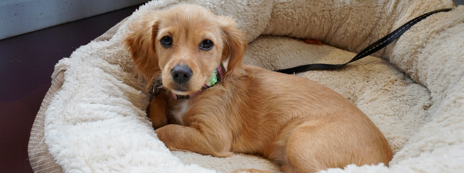 Ein Welpe liegt auf einem Hundebett.