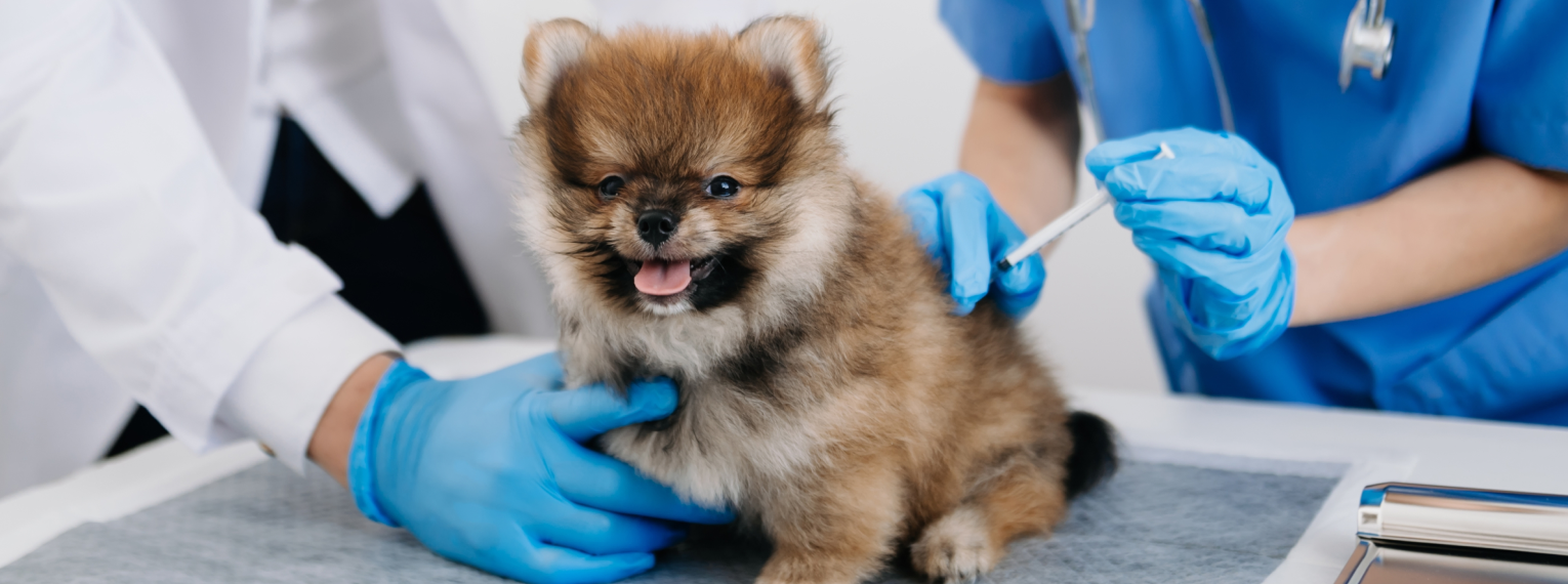 Ein Welpe wird beim Tierarzt geimpft.