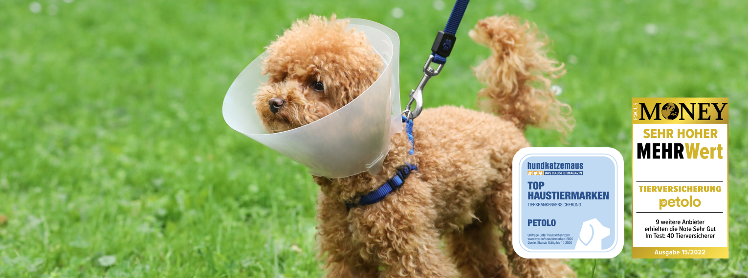 Ein Hund mit einem Halskragen. Außerdem sind die Auszeichnungen "Top Haustiermarken Tierkrankenversicherung" von hundkatzemaus und "sehr hoher Mehrwert" für die petolo Tierversicherung auf dem Bild zu sehen. 