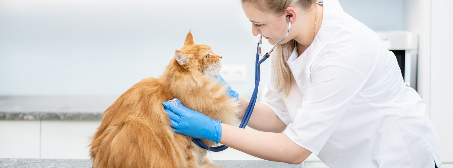 Eine Tierärztin untersucht mit einem Stethoskop den Herzschlag einer Katze.
