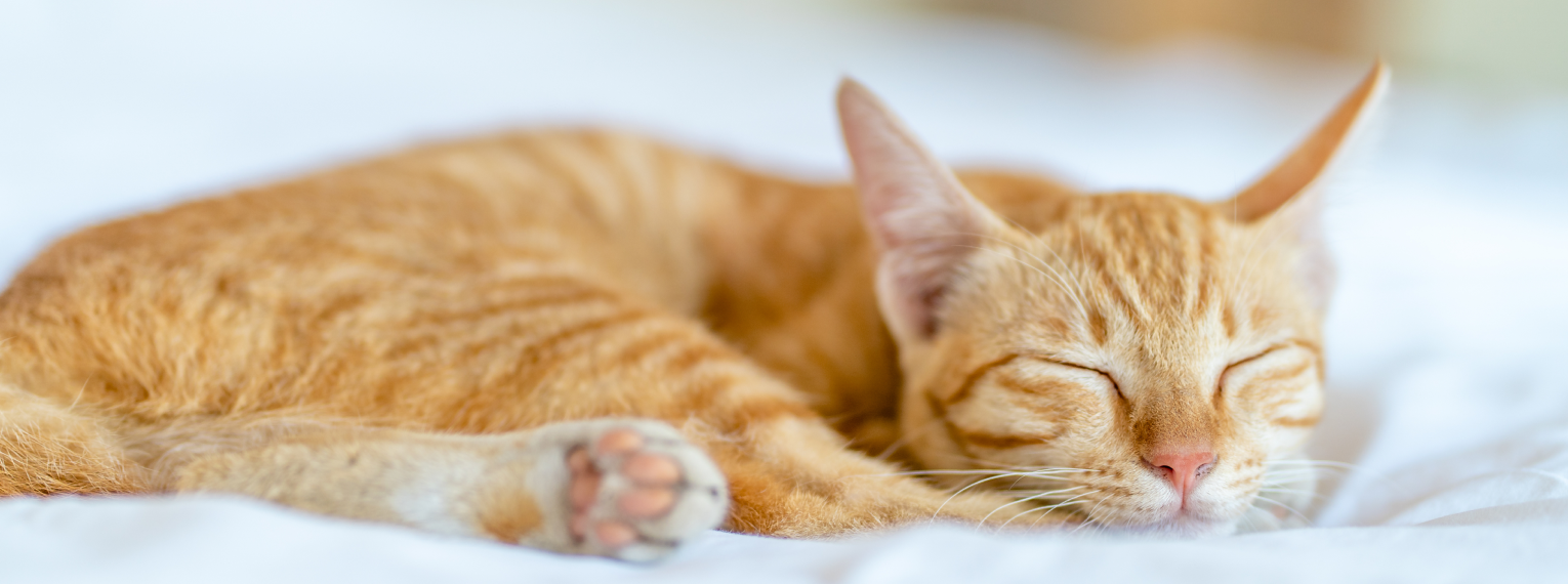 Eine Katze schläft zu Hause auf einer kuscheligen Decke.