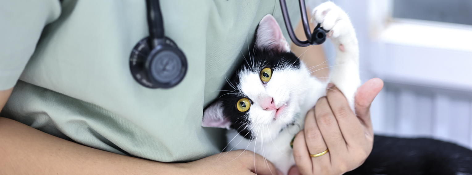 Eine Tierärztin hält eine Katze im Arm.